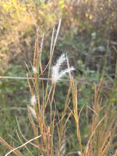 Andropogon ternarius observed 2026-10-27