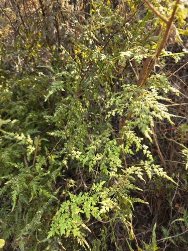 Lygodium japonicum observed 2026-10-27