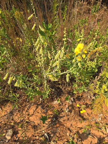 Crotalaria observed 2026-10-27