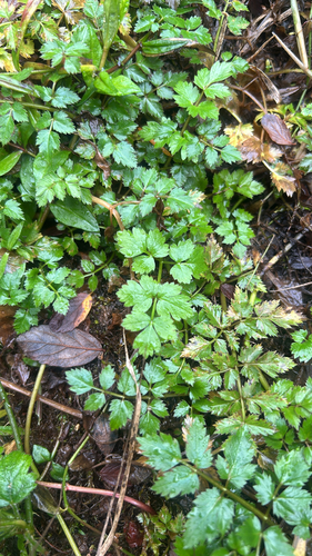 Oenanthe sarmentosa observed 2026-10-27