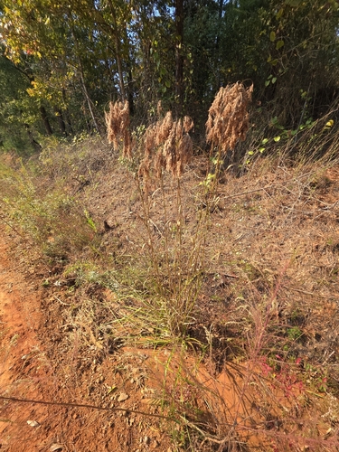 Scirpus observed 2026-10-27