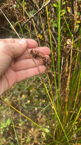 Juncus effusus observed 2026-10-27