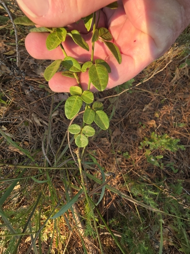 Desmodium observed 2026-10-27