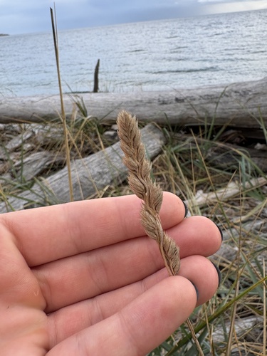 Dactylis glomerata observed 2026-10-27