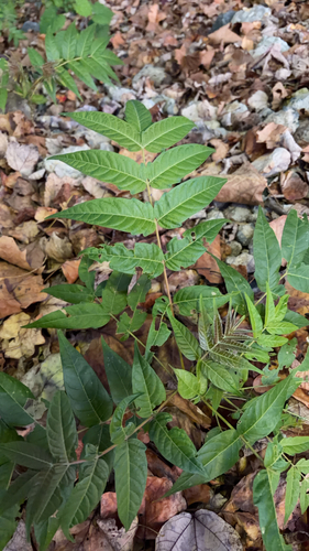 Toxicodendron observed 2026-10-27