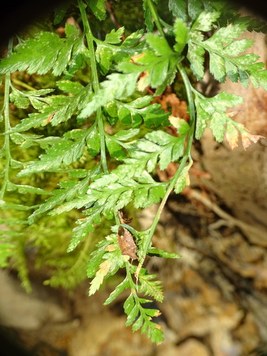Asplenium adiantum-nigrum observed 2026-10-27