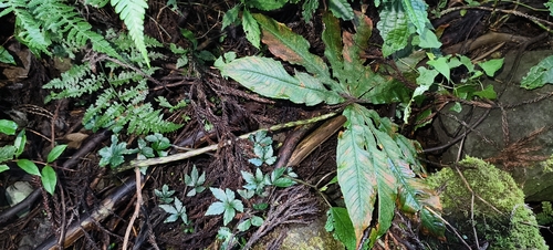 Arisaema observed 2026-10-28