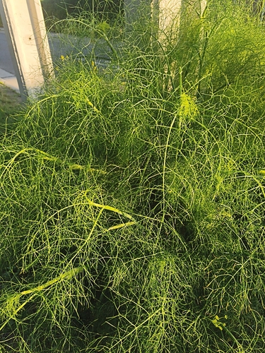 Foeniculum vulgare observed 2026-10-27