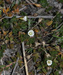 Mitrasacme pilosa stuartii