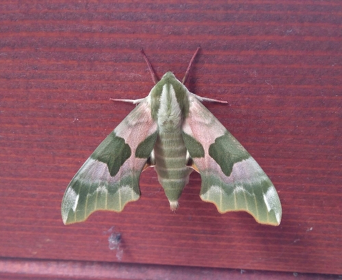 Lime Hawkmoth