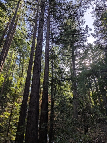Sequoia sempervirens observed 2026-10-27