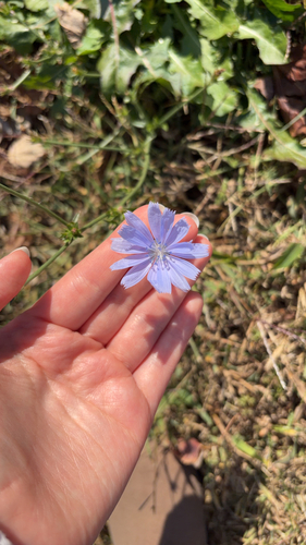 Cichorium intybus observed 2026-10-27