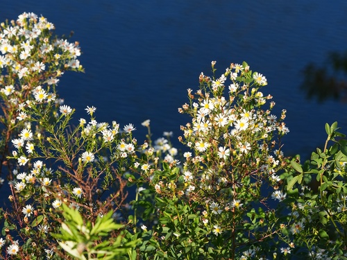 Symphyotrichum pilosum, 2026-10-27