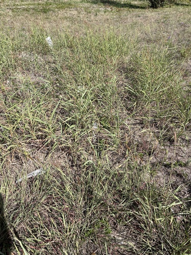 Sorghum halepense observed 2026-10-27