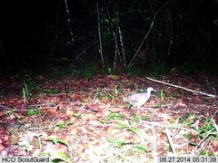 Crypturellus cinnamomeus