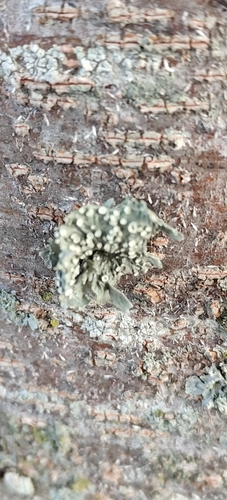 Ramalina observed 2026-10-27