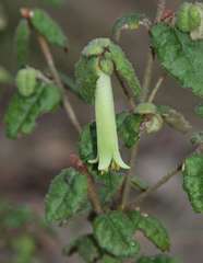 Correa reflexa reflexa