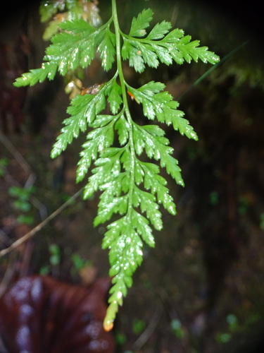 Asplenium adiantum-nigrum observed 2026-10-27