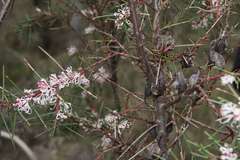 Hakea decurrens physocarpa