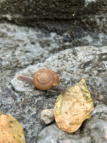 Cryptozona siamensis observed 2026-10-26