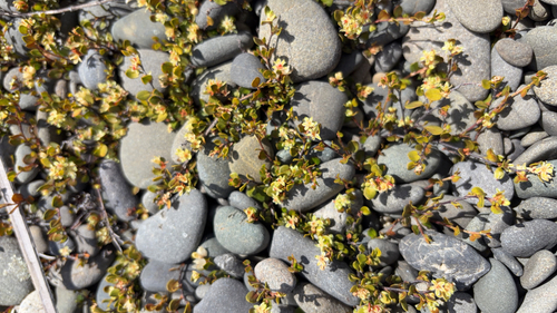 Muehlenbeckia observed 2026-10-28