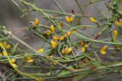 Cassytha glabella dispar