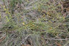 Cassytha glabella dispar