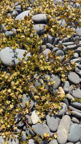 Polygonum observed 2026-10-28