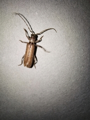 Aneflus glabropunctatus