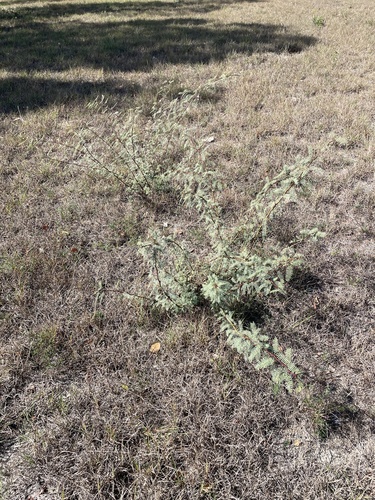 Prosopis observed 2026-10-27