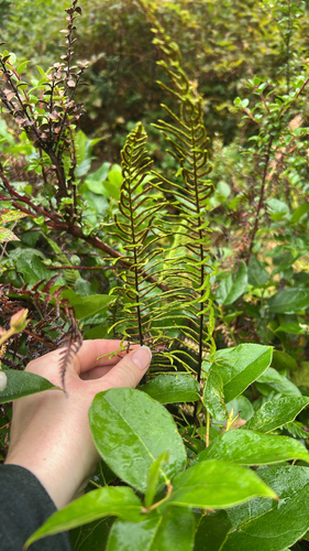 Blechnum observed 2026-10-27