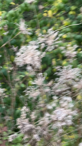 Daucus carota observed 2026-10-27