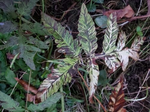 Onoclea sensibilis observed 2026-10-27