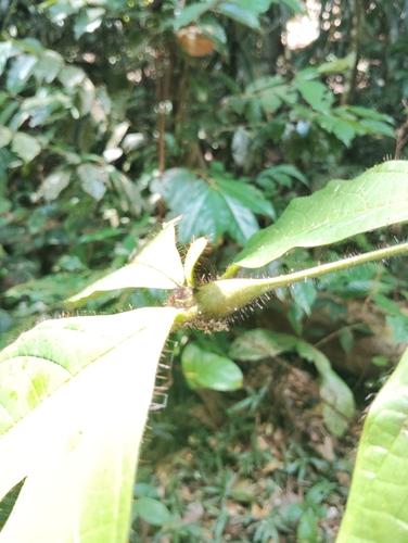 Cordia nodosa observed 2026-10-26