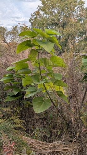 Paulownia observed 2026-10-27