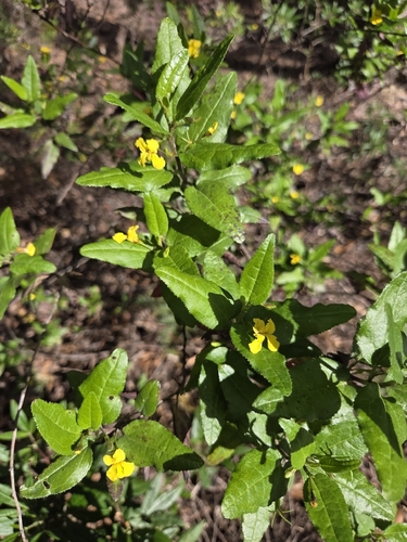 Goodenia ovata observed 2026-10-28