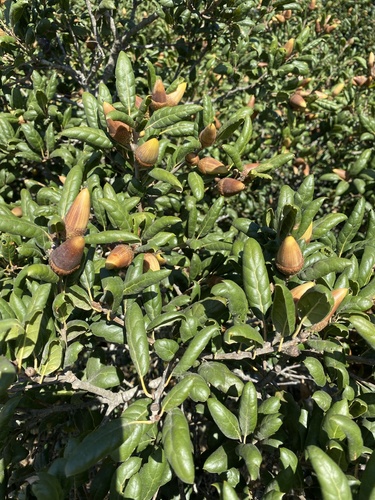 Quercus observed 2026-10-27
