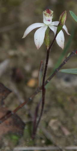 Image of Caladenia praecox by (c) Russell Best, some rights reserved (CC BY)