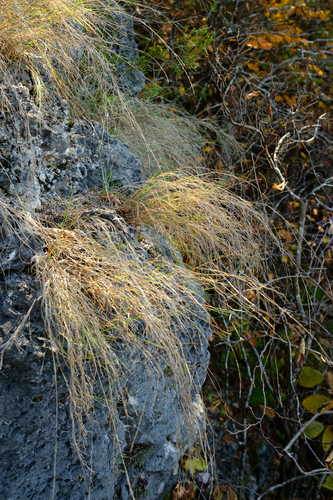 Muhlenbergia cuspidata observed 2026-10-26