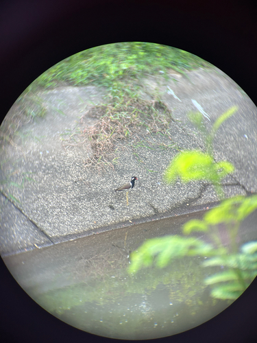 Vanellus indicus observed 2026-10-26