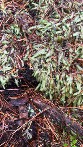 Plagiothecium undulatum observed 2026-10-27