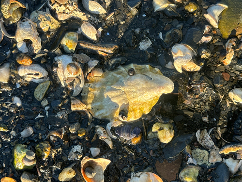 Crassostrea virginica observed 2026-10-27