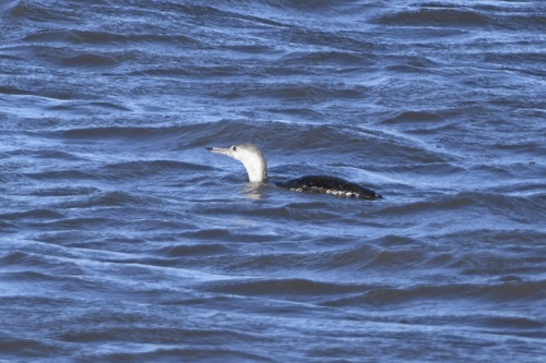 Gavia stellata observed 2026-10-27