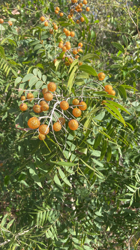 Sapindus saponaria observed 2026-10-27