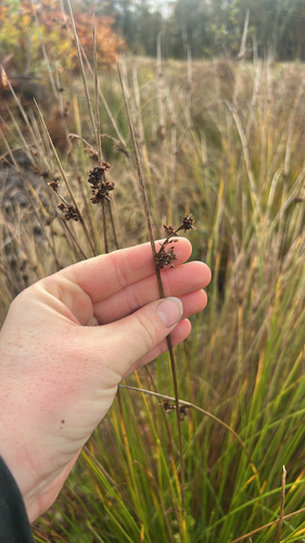 Juncus effusus observed 2026-10-27