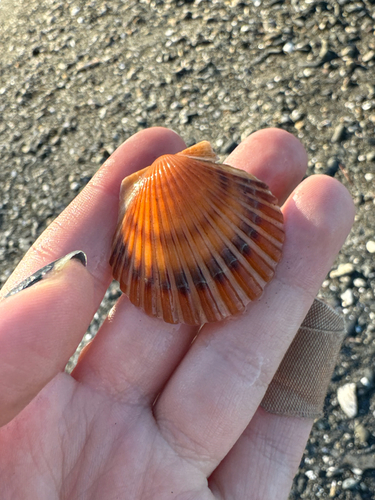 Pecten observed 2026-10-27