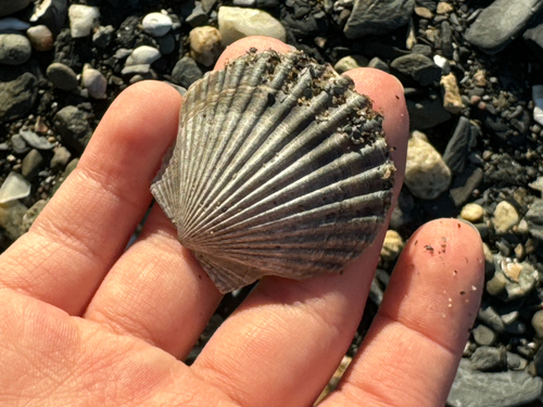 Pecten observed 2026-10-27