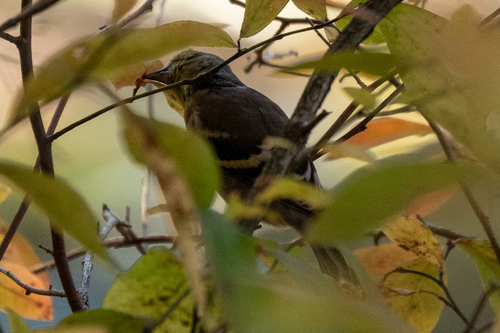 Spinus tristis observed 2026-10-27
