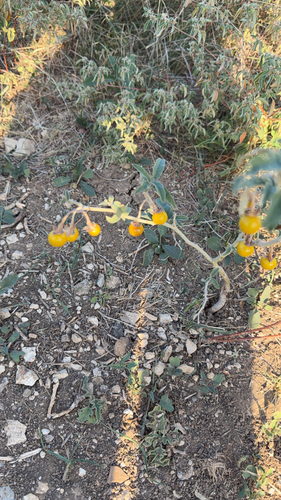 Solanum observed 2026-10-27