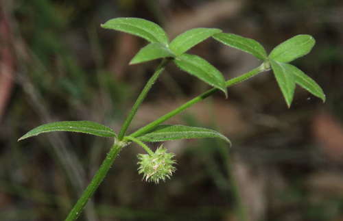 Image of Opercularia aspera by (c) Russell Best, some rights reserved (CC BY)
